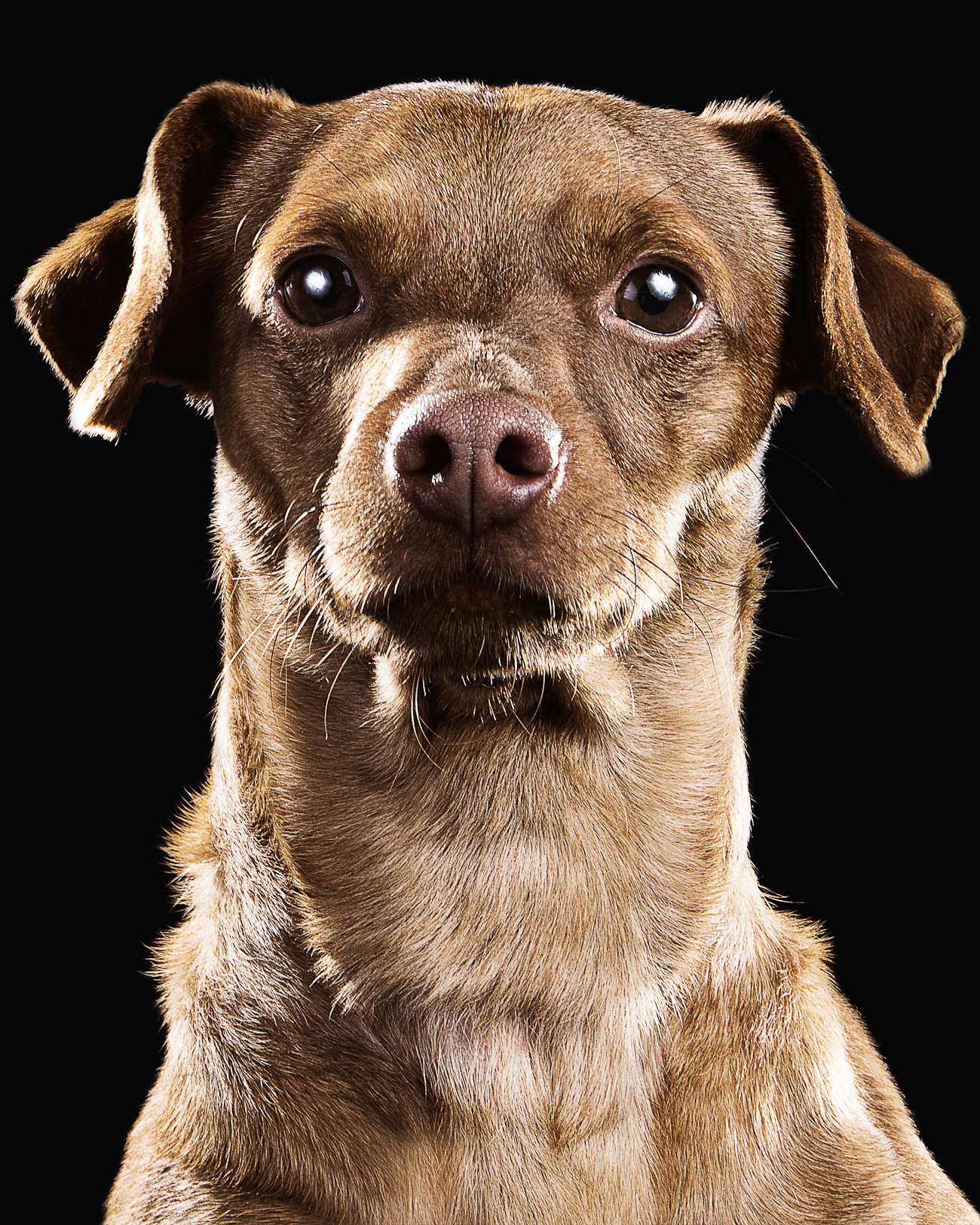 22_Dog_Portraits-269a