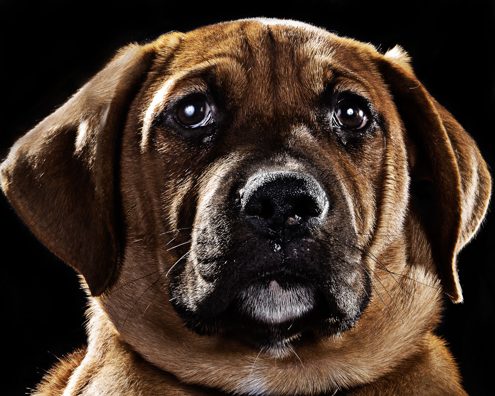 28_Dog_Portraits-284a