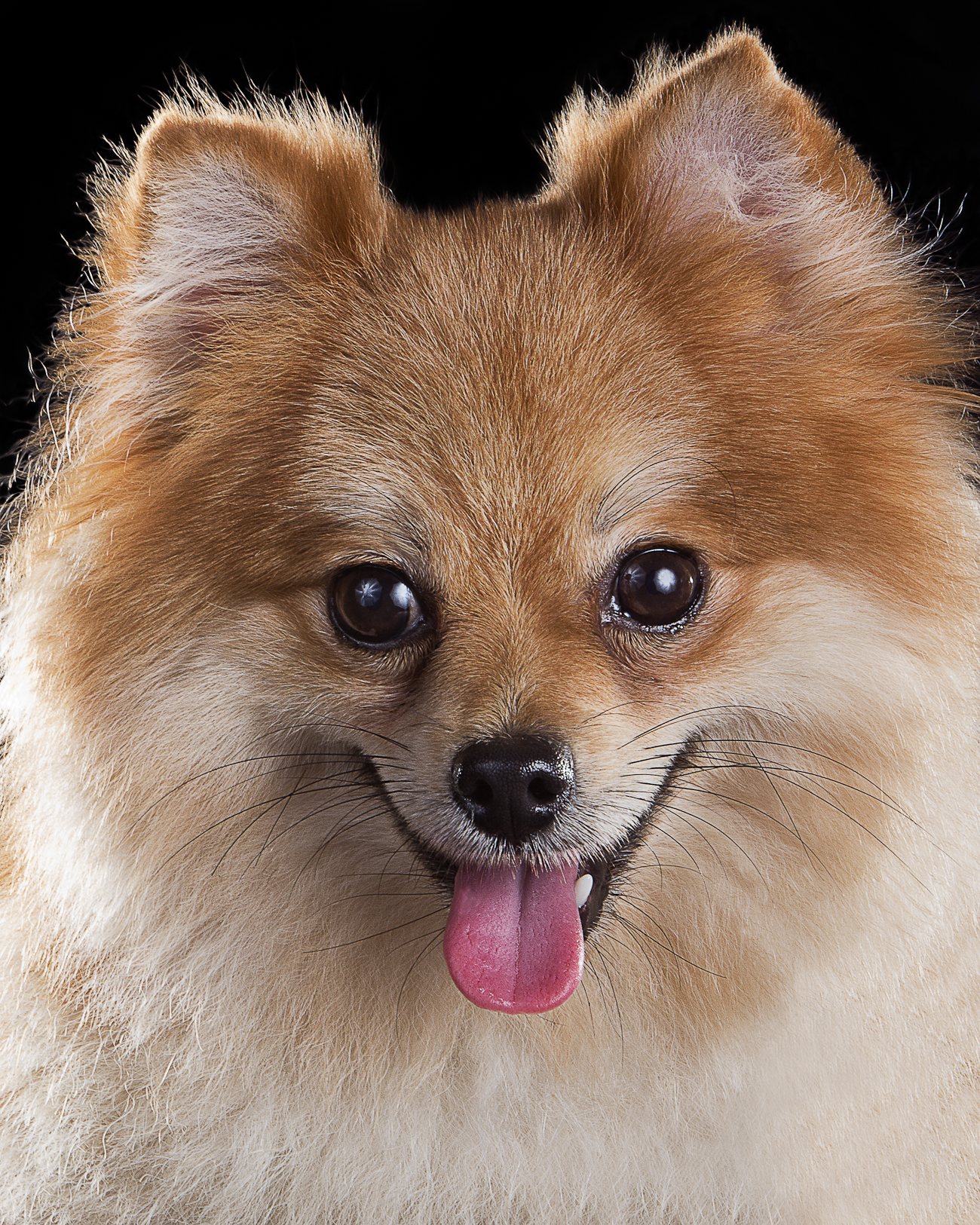 3_Dog_Portraits-218b