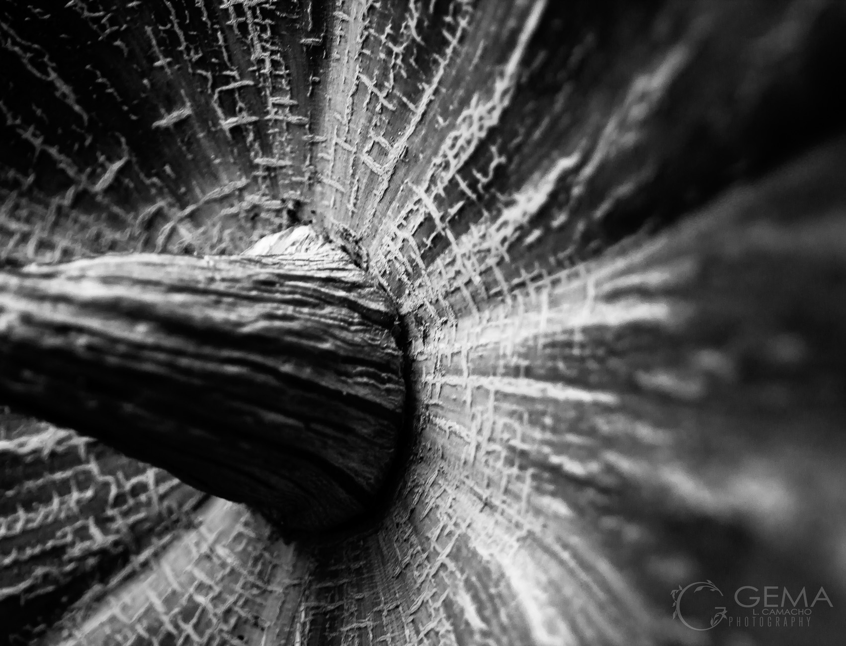 47_Camacho_Gema_P1_4