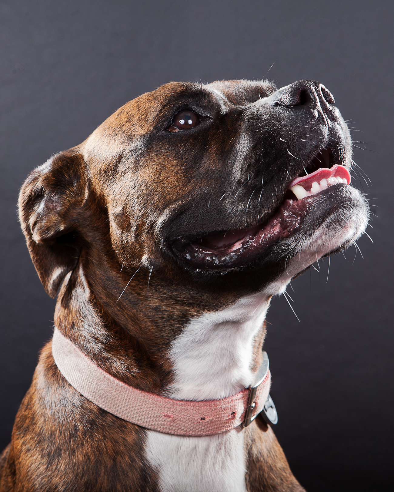 4_Dog_Portraits-25a_crop