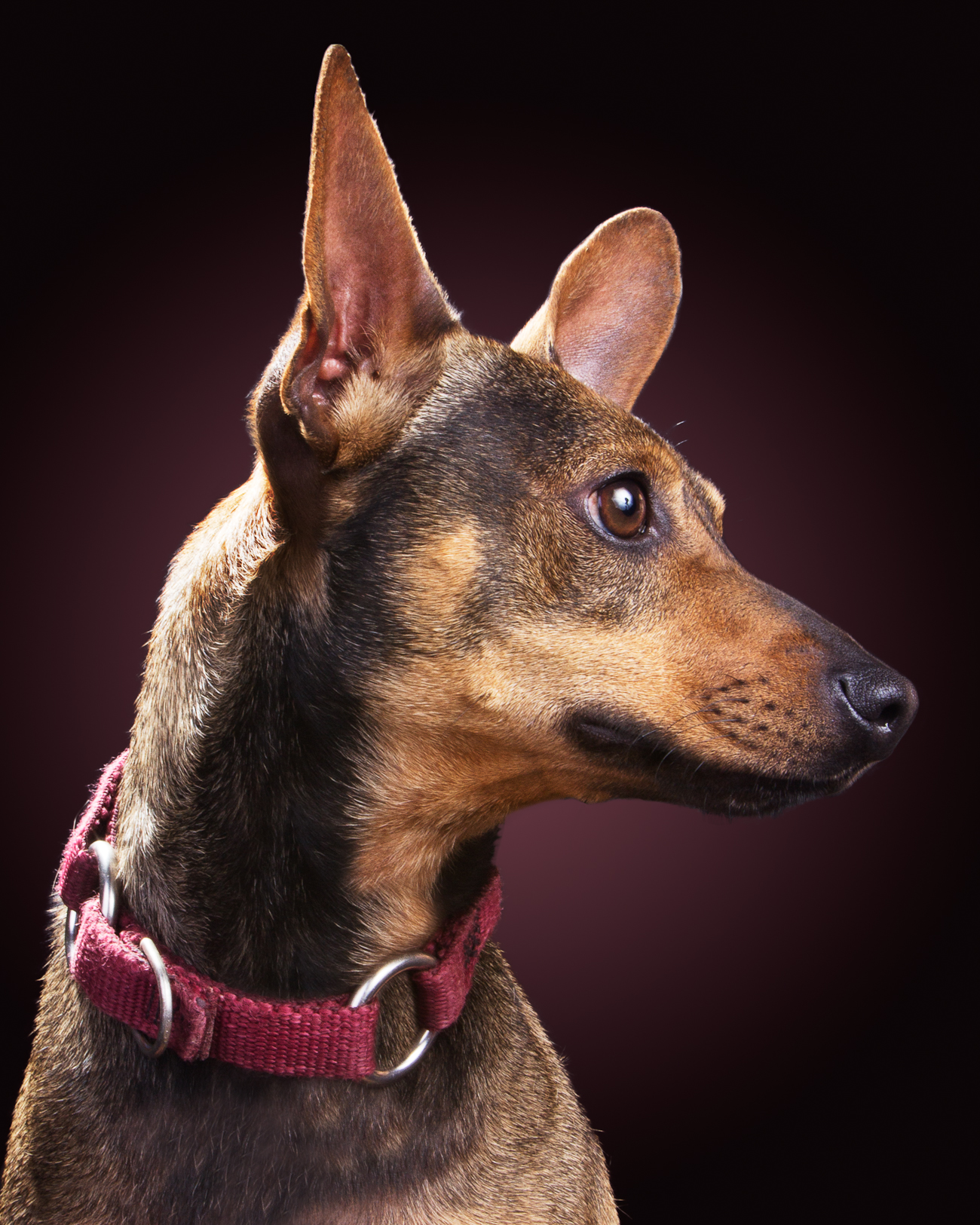 6_Dog_Portraits-288a_crop