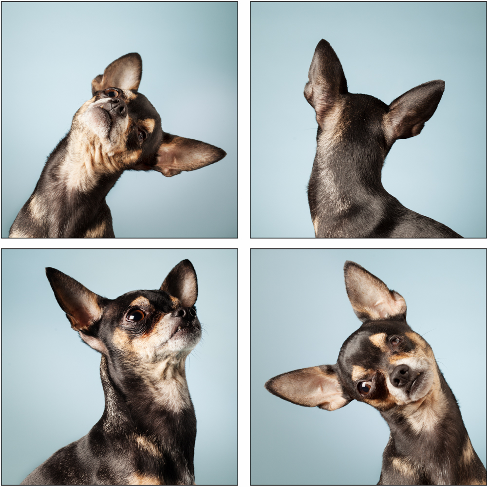 dog_template_Dobbi_print