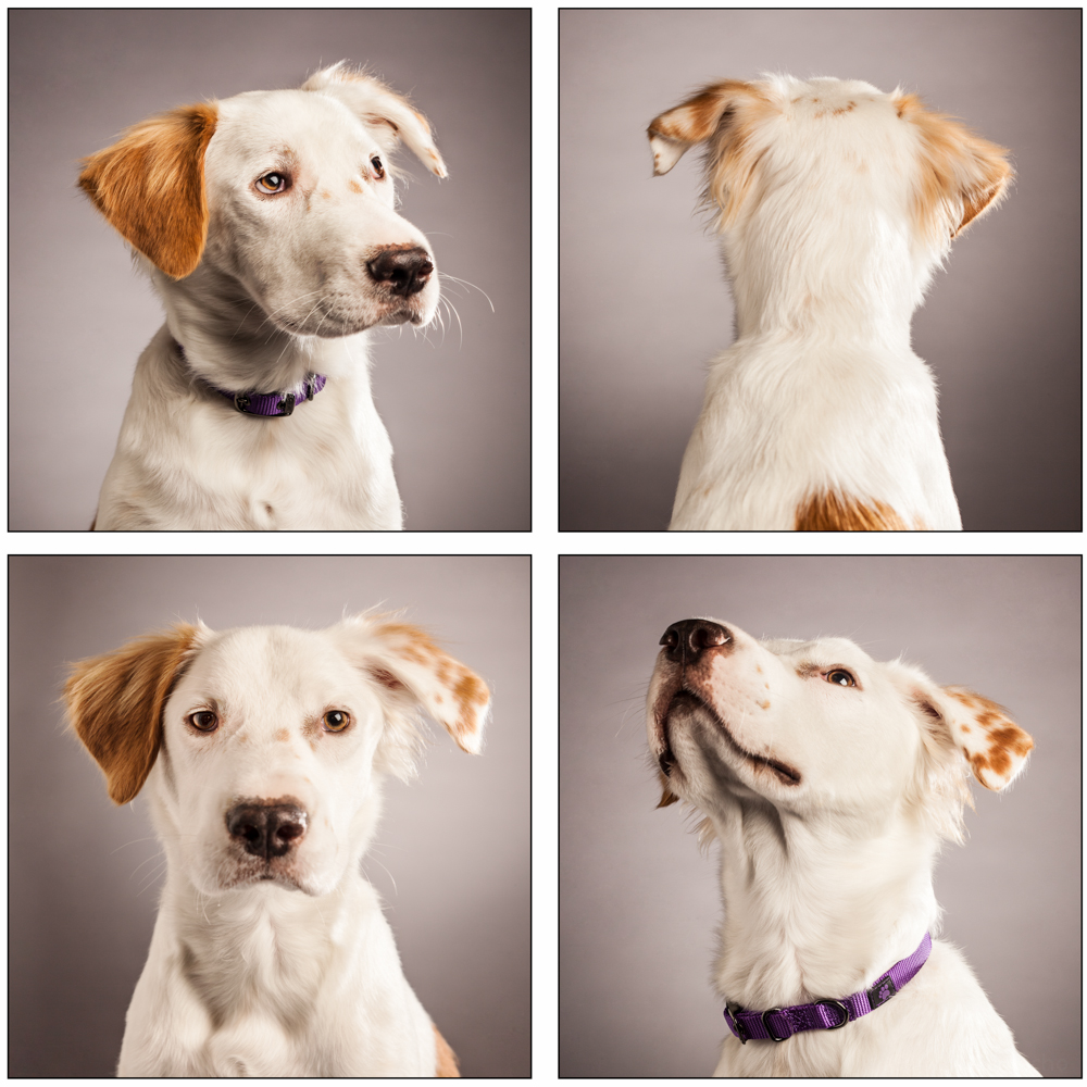 dog_template_Fanta_edit_print