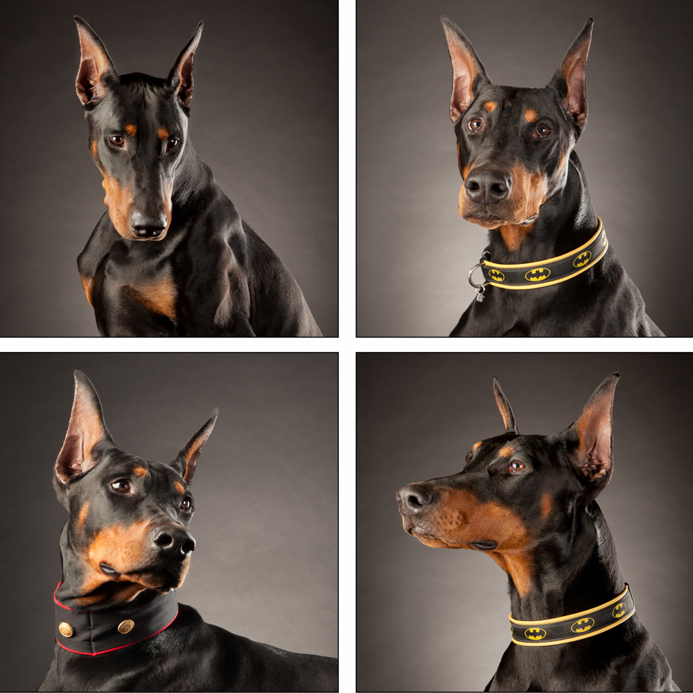 dog_template_wally_print