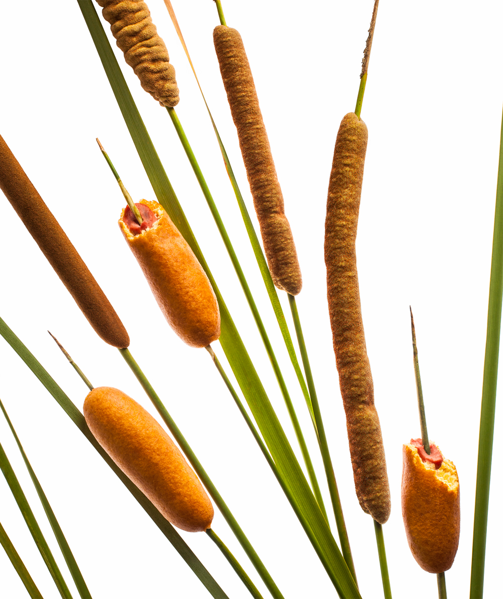 hotdog_cattail-055-white_1175_sharp