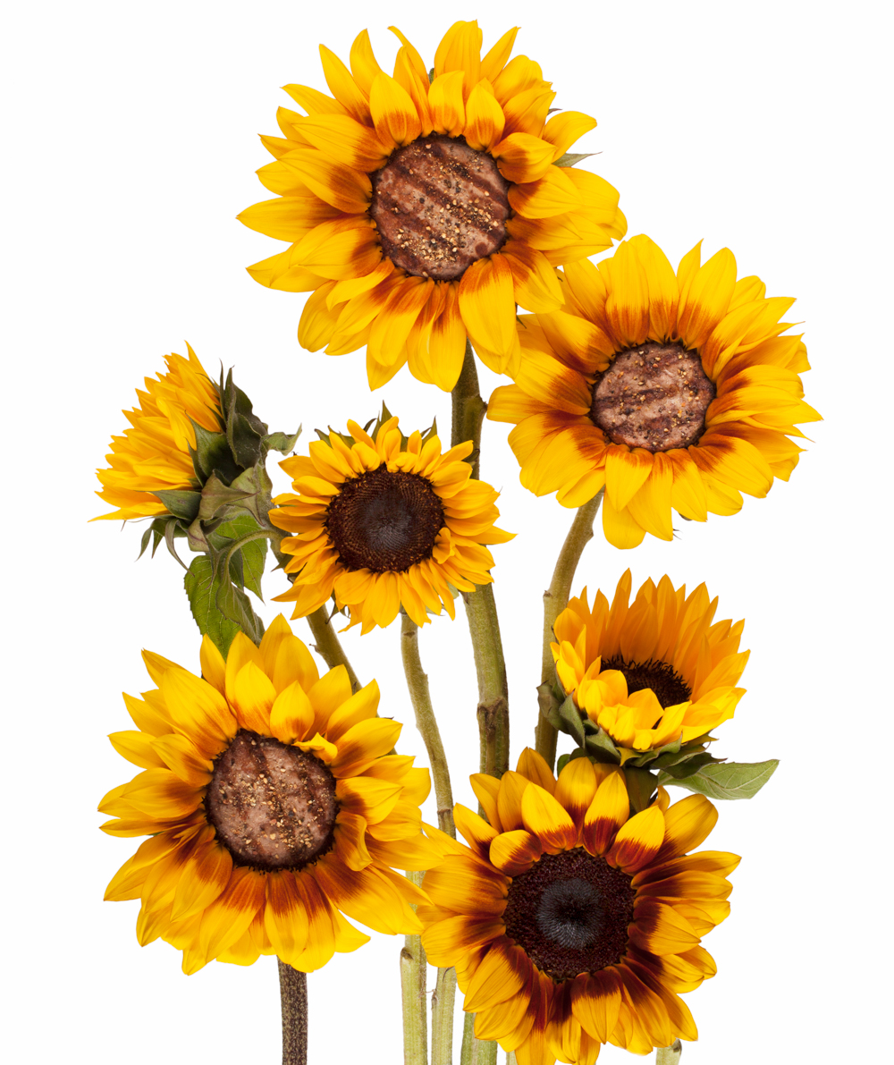 sunflower_patty2-142-Edit02_print