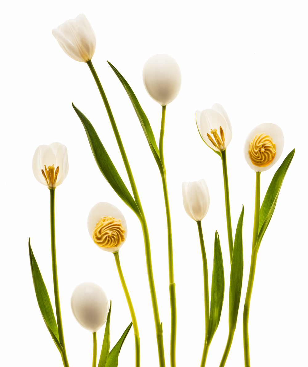 tulip_egg-043-Edit-Edit-Editshp