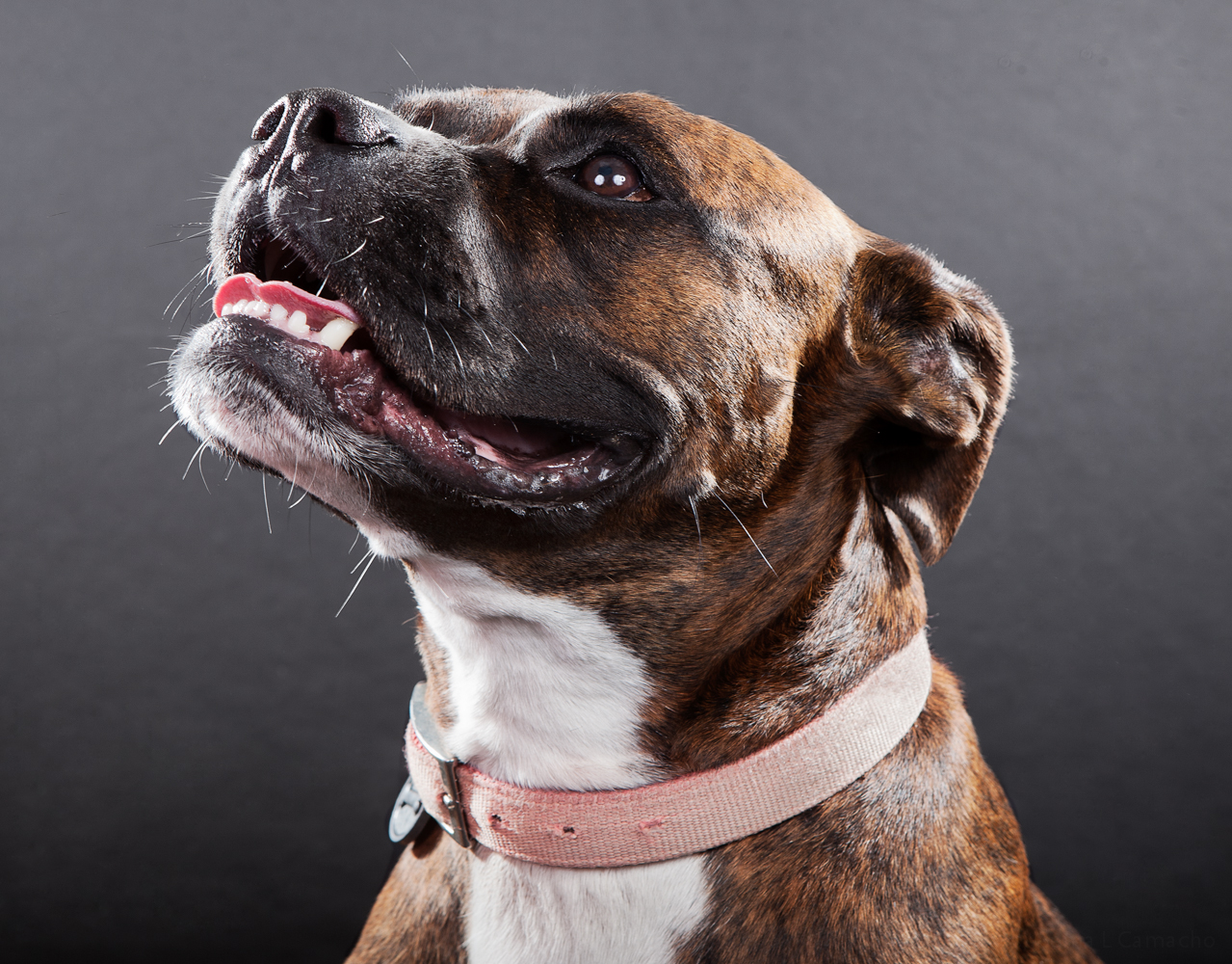 whiskey_landscape_layout_print-Recovered